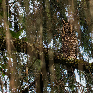 Bale Mountains - Dinsho - Abyssinian owl